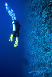 Diving @ Elphinstone by Nicholas Samaras 